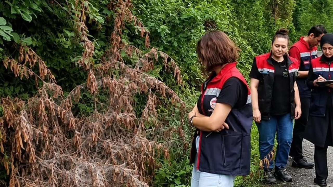 Amerikan Beyaz Kelebeği Rize’yi istila etti Img