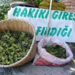 Yeni sezonun ilk findigi kilosu 200 tl S6jcNYYT